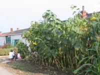 Albums/20060800-China Aug 2006/20060809-Shenyang - Guoqi Village/5
